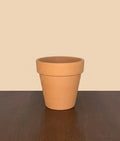 Terracotta 3 in planter