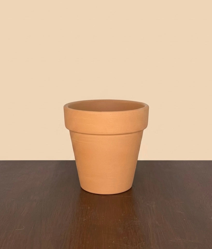 Terracotta 3 in planter