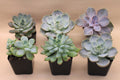 Short (Rosette) Succulent Assortment