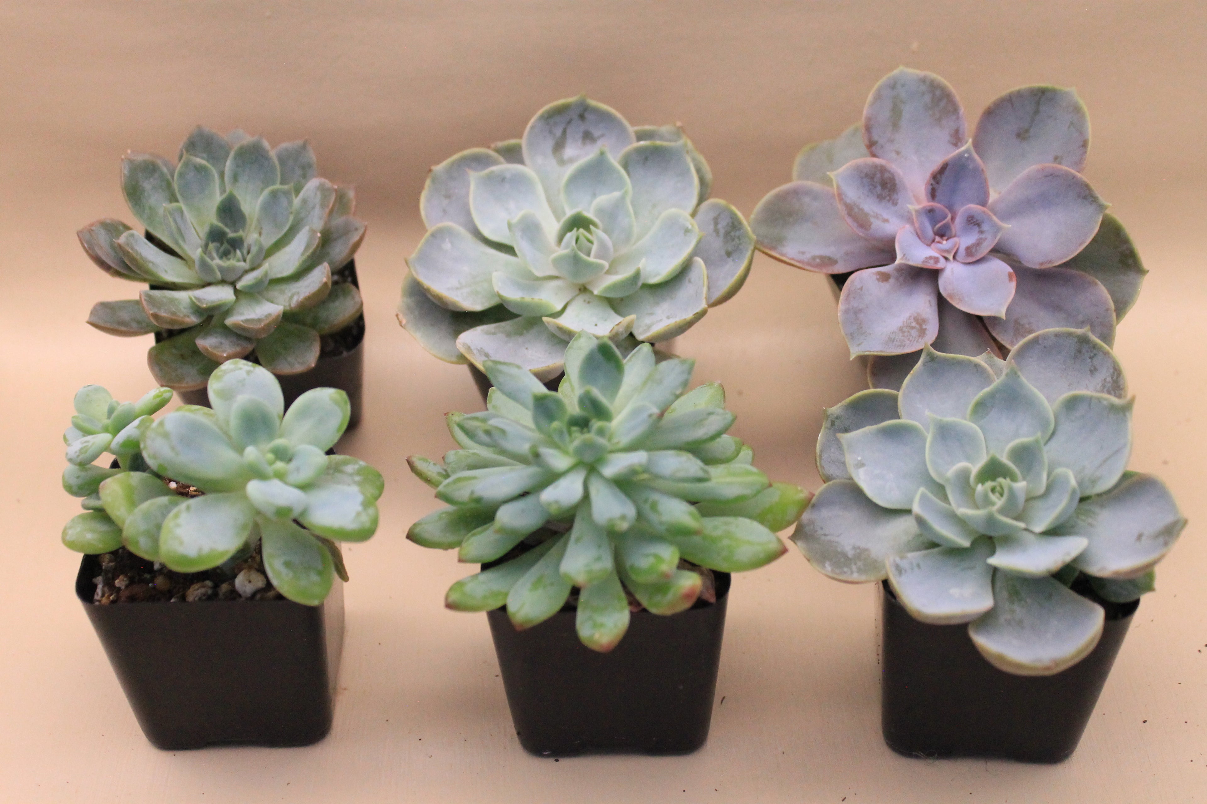 Short (Rosette) Succulent Assortment