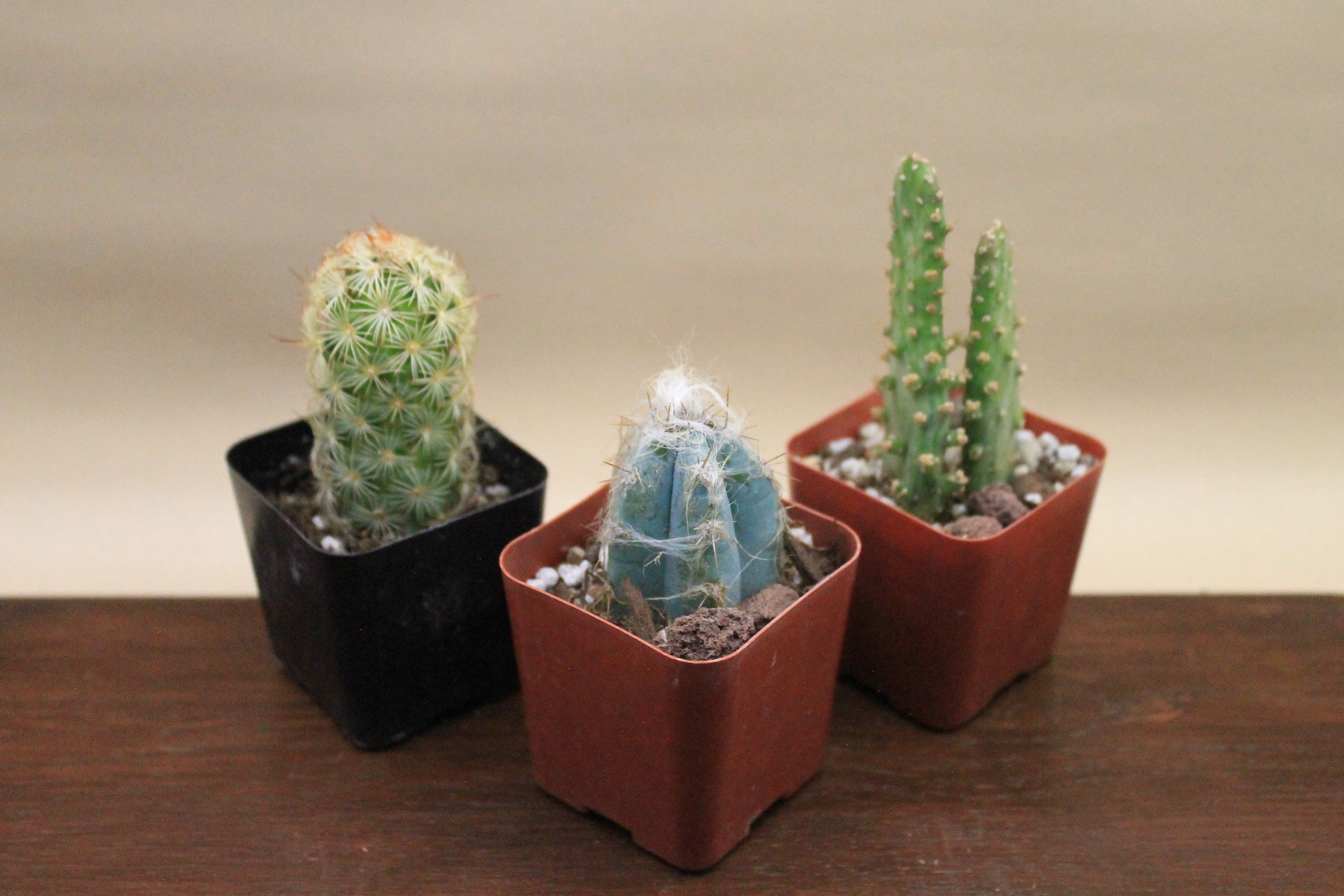 Build-Your-Own Arrangement Kit