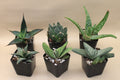 Crown Succulents Assortment