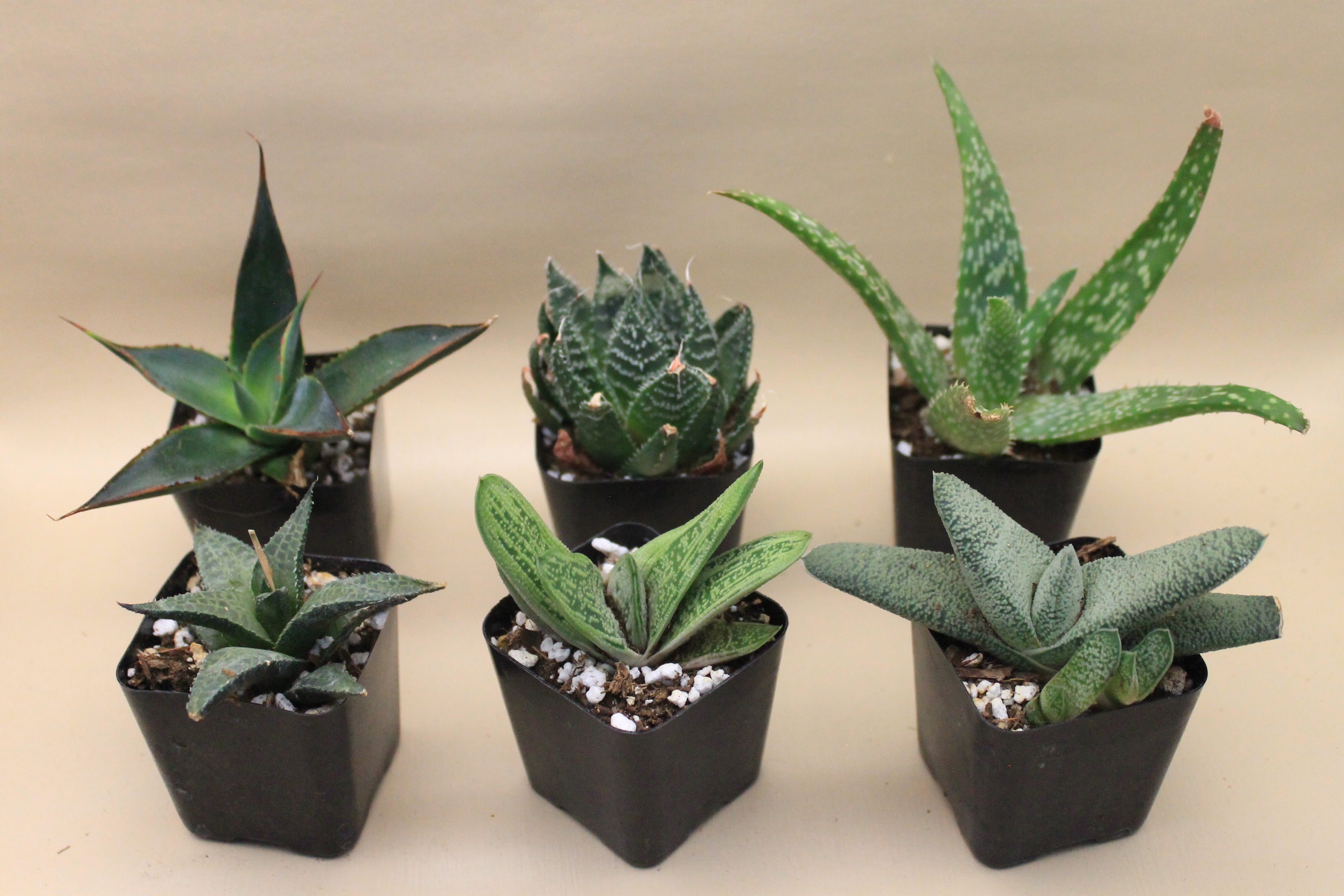 Crown Succulents Assortment