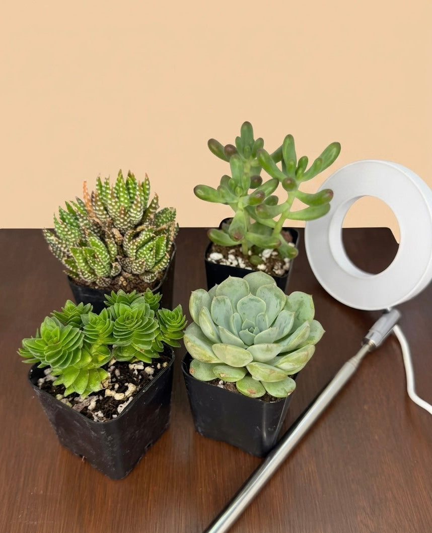 Mystery Scoop - Succulents and Cacti