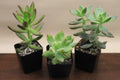 Build-Your-Own Arrangement Kit