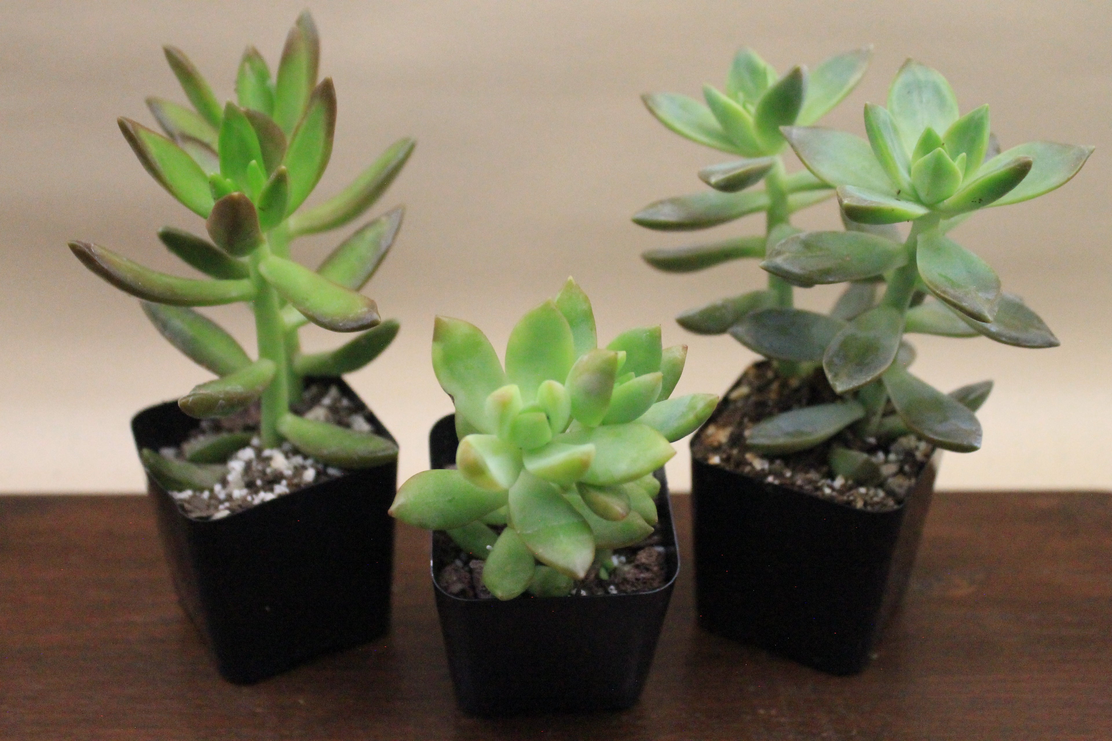 Build-Your-Own Arrangement Kit