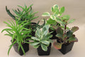 Foliage/Leafy Succulents Assortment