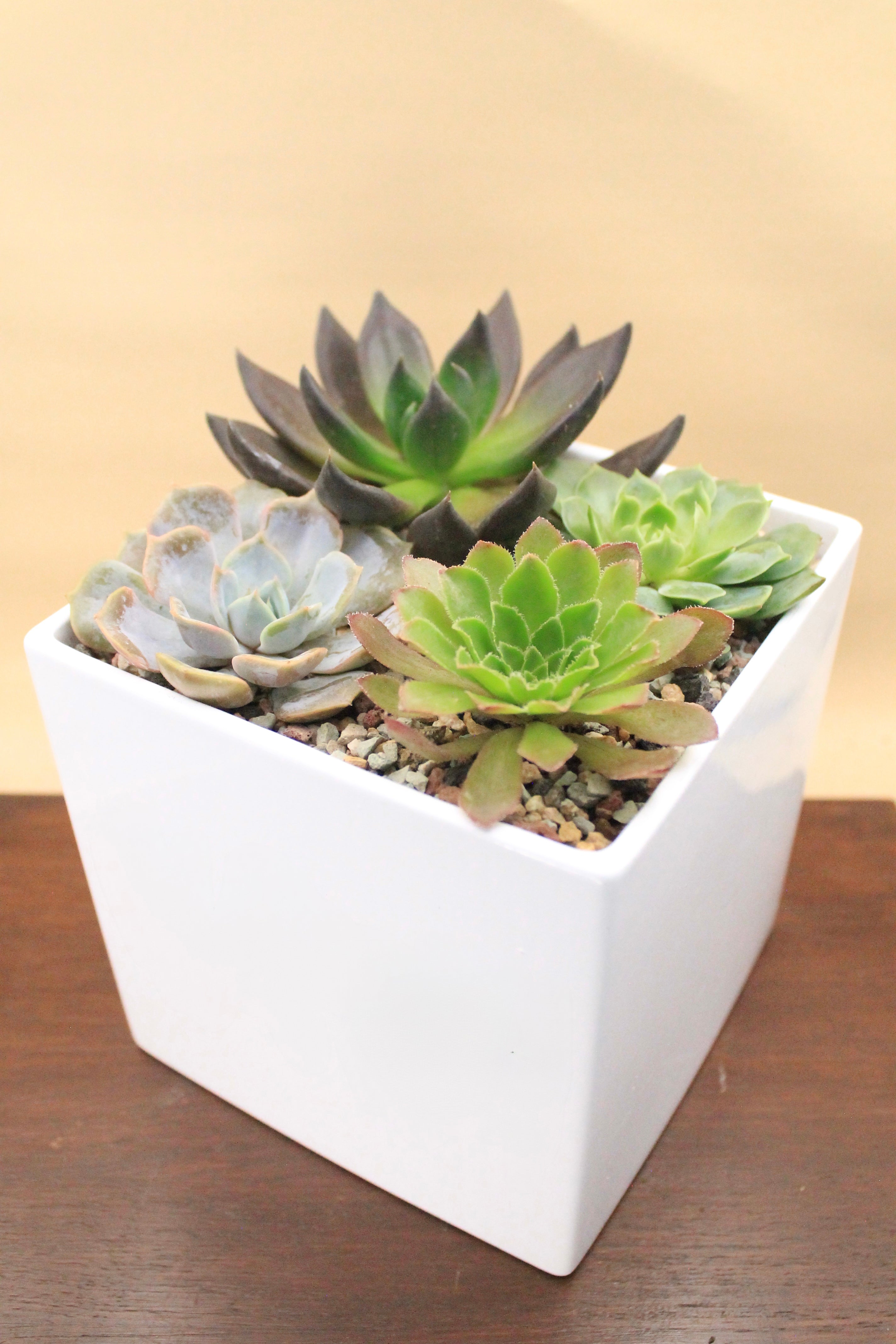 Made-to-Order Planter Arrangement Set
