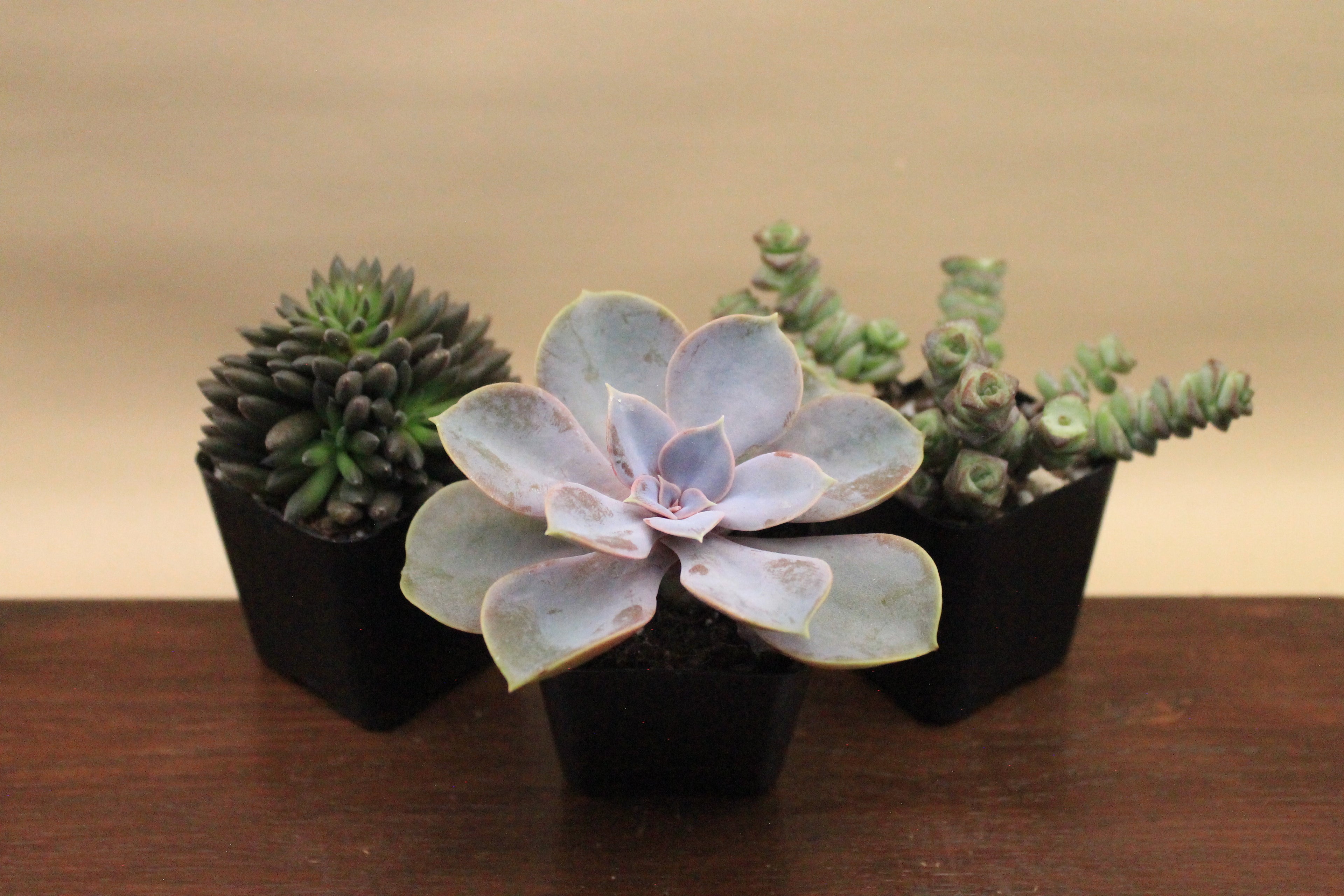 Build-Your-Own Arrangement Kit