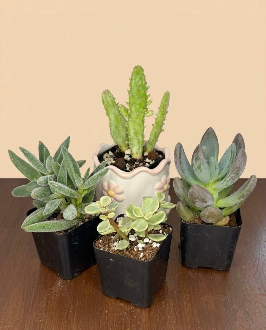 Mystery Scoop - Succulents and Cacti