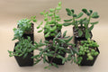 Trailing Succulents Assortment