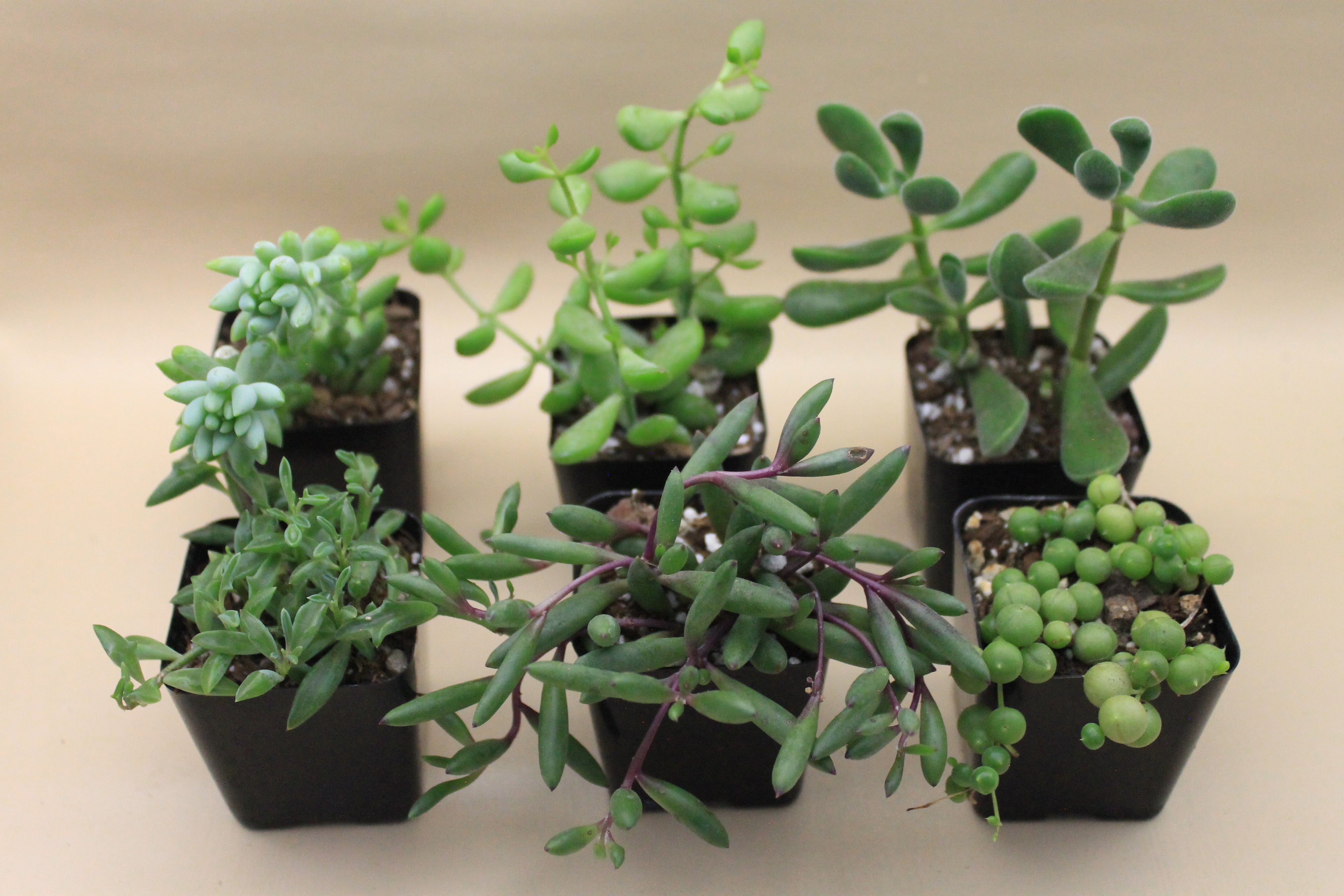 Trailing Succulents Assortment