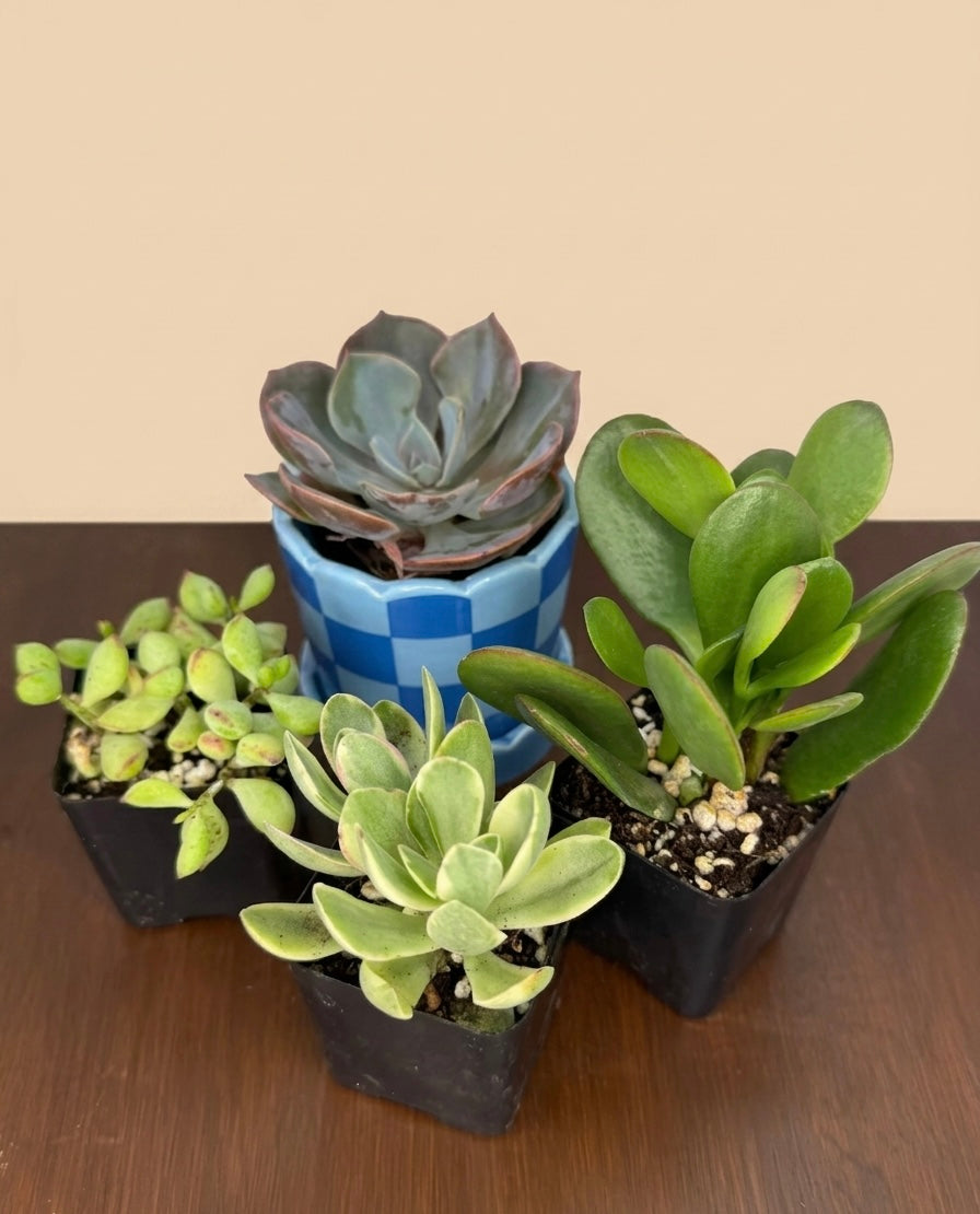 Mystery Scoop - Succulents and Cacti