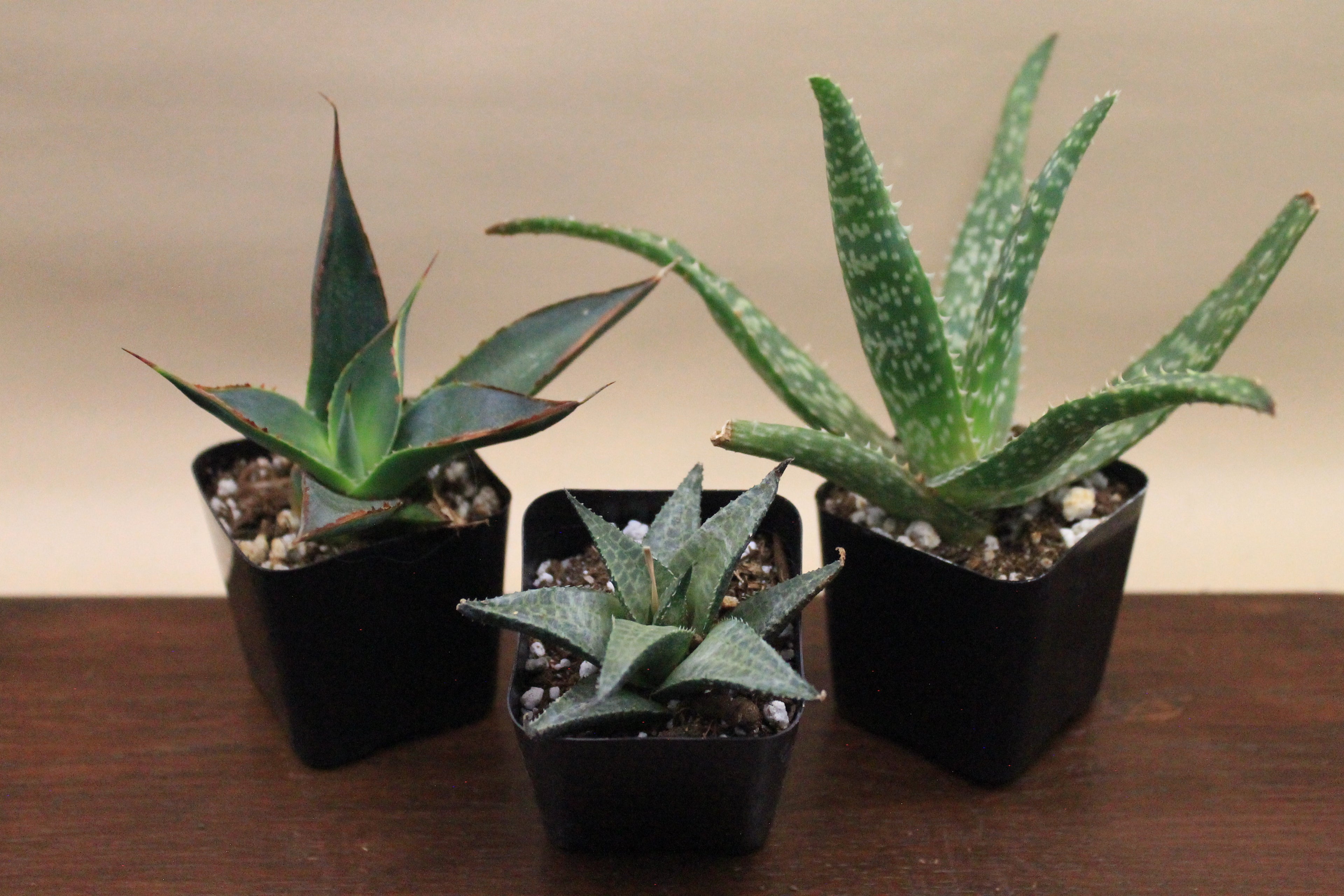 Build-Your-Own Arrangement Kit