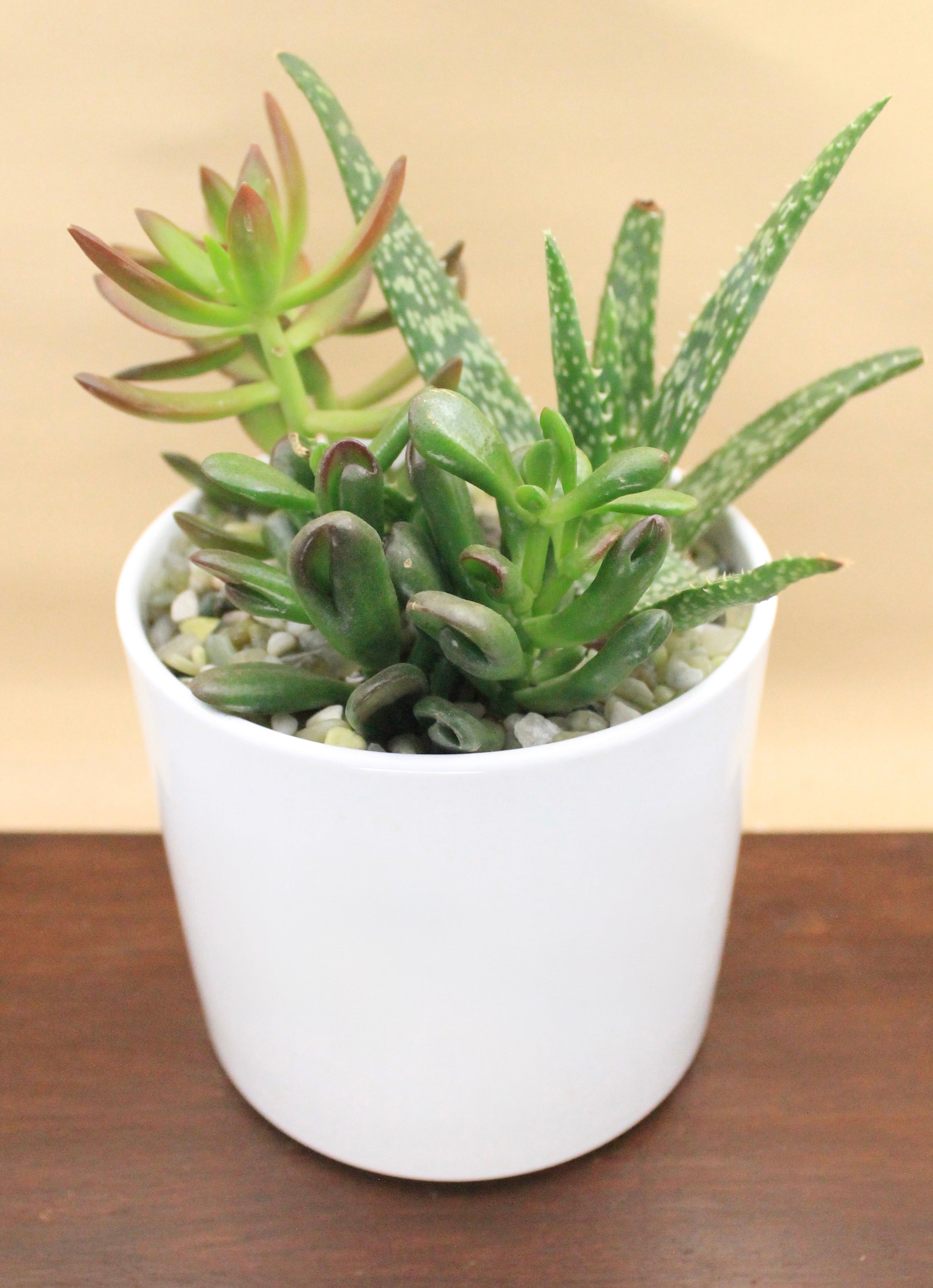 Made-to-Order Planter Arrangement Set