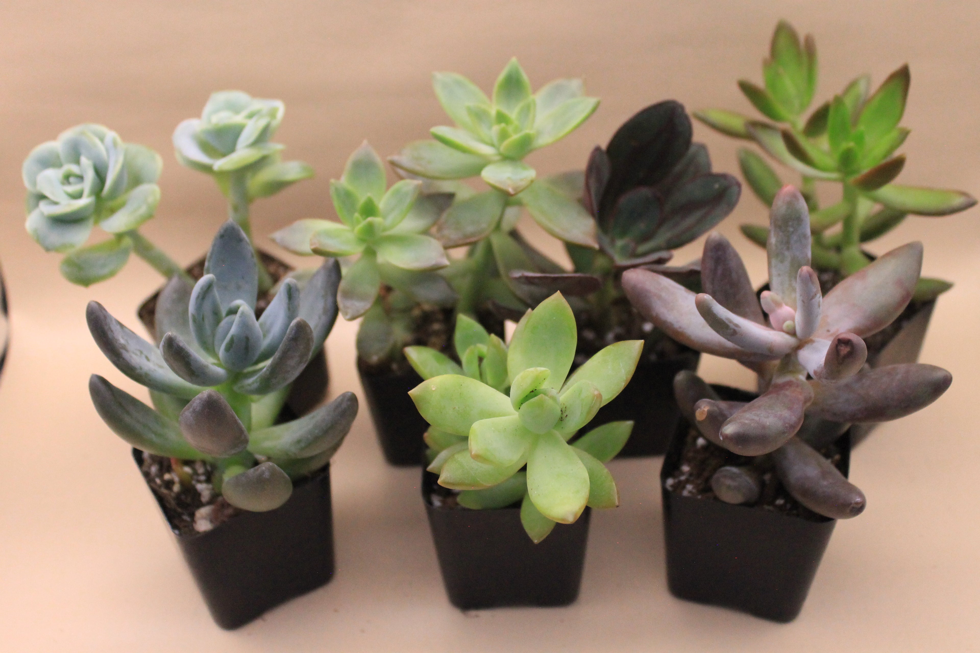 Tall Succulents Assortment