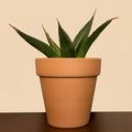Agave 'Blue Glow'