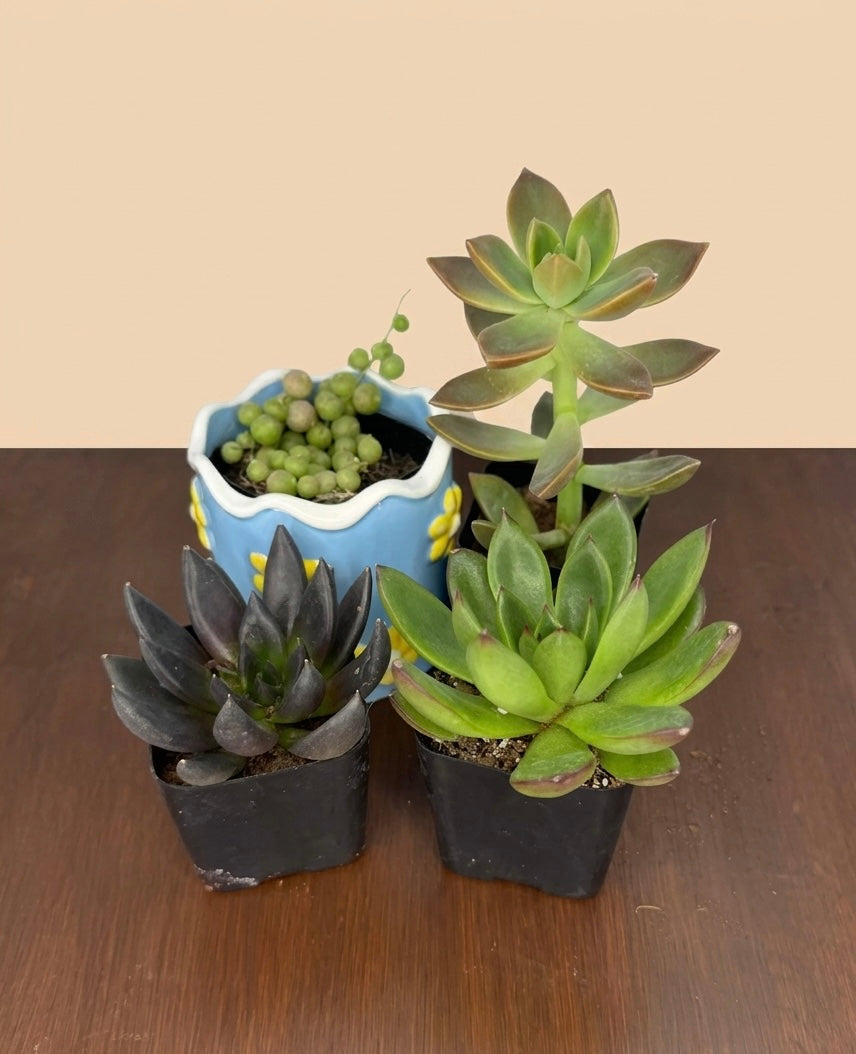 Mystery Scoop - Succulents and Cacti