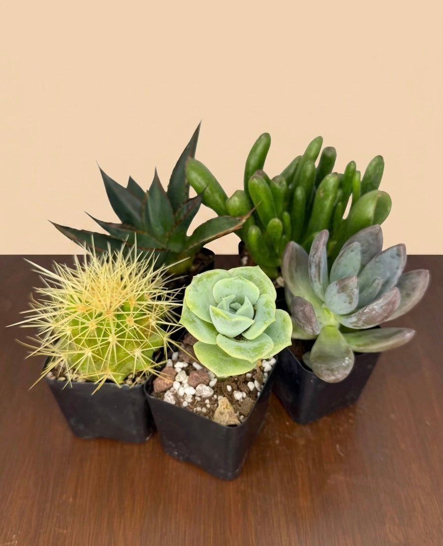 Mystery Scoop - Succulents and Cacti
