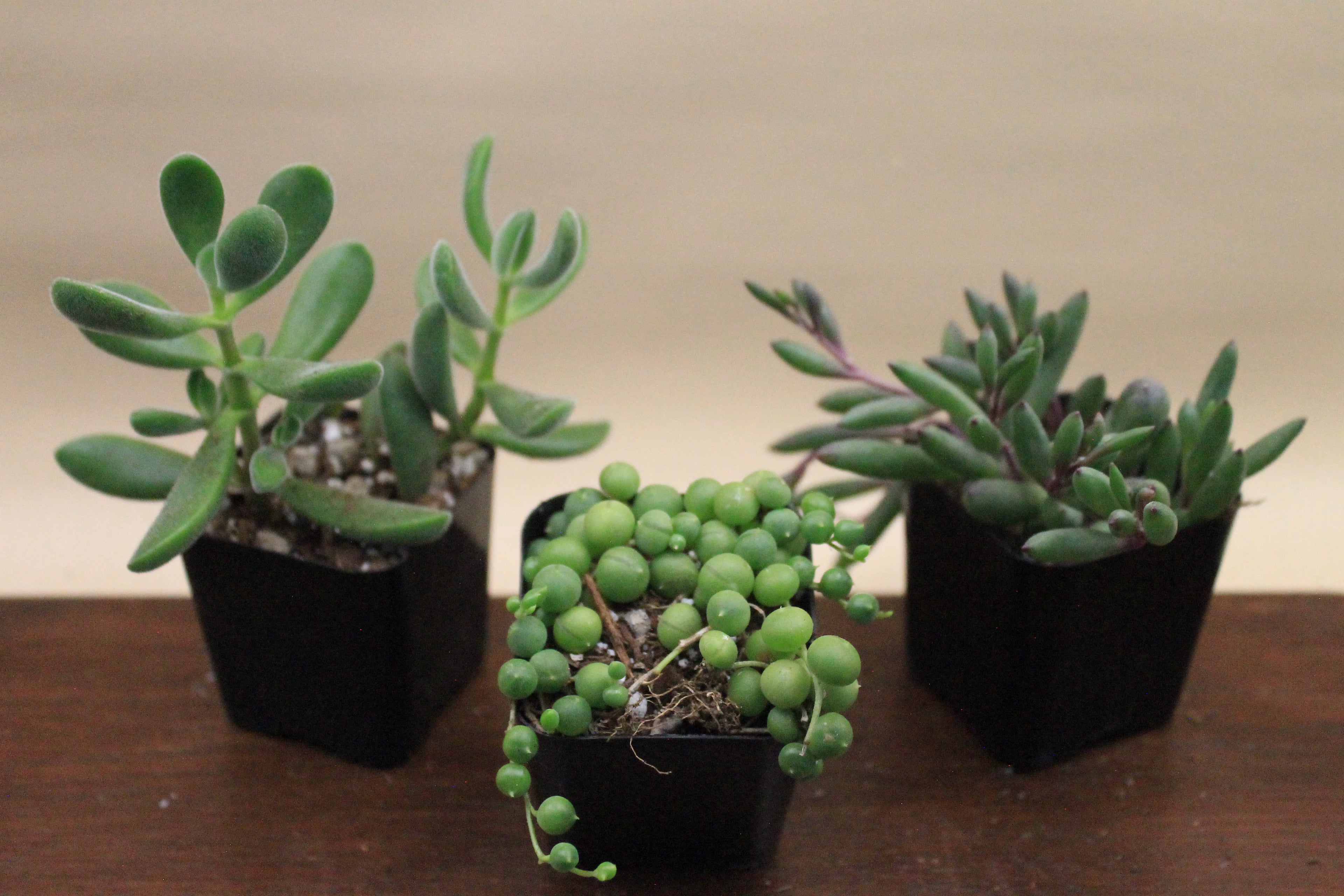 Build-Your-Own Arrangement Kit