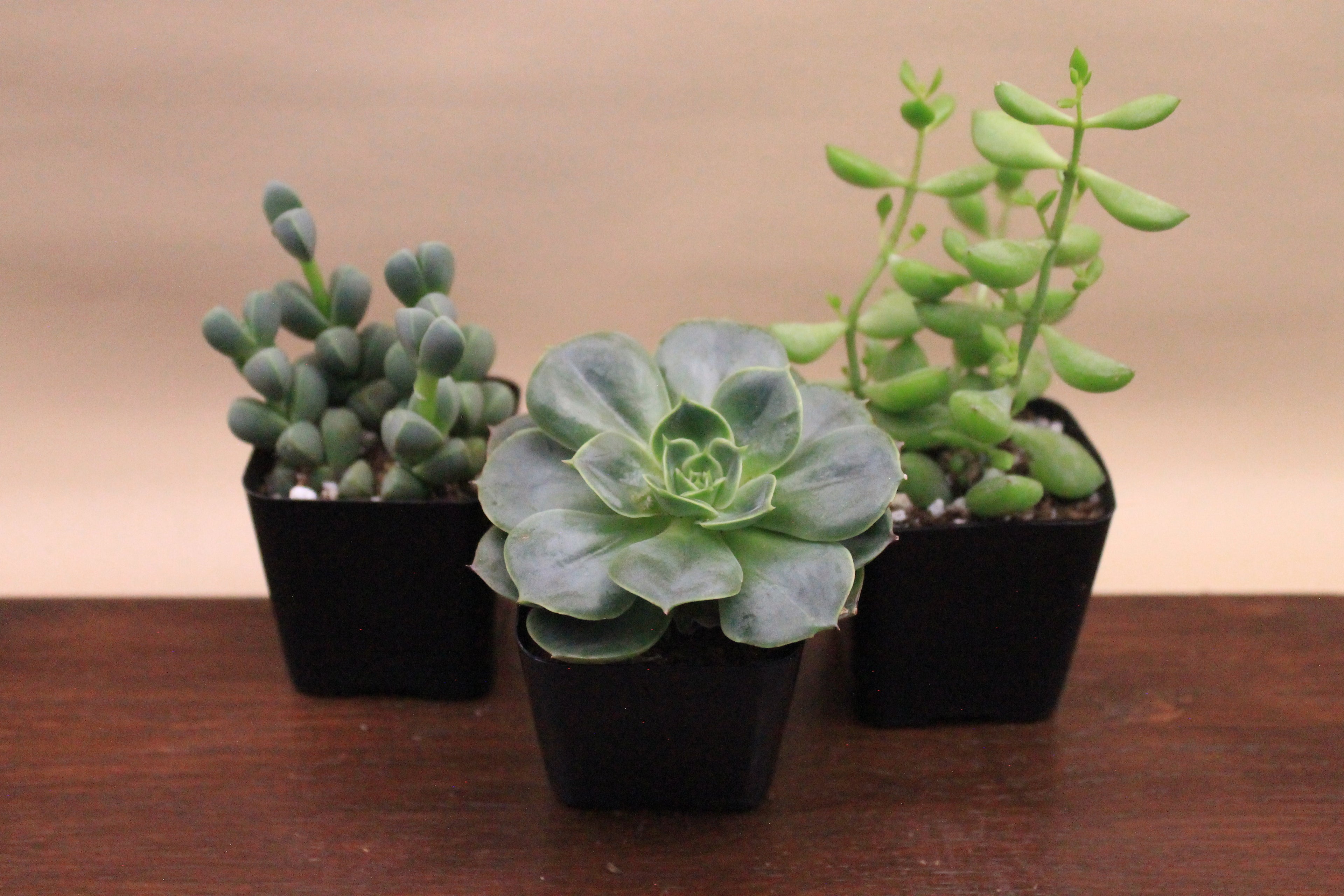 Build-Your-Own Arrangement Kit