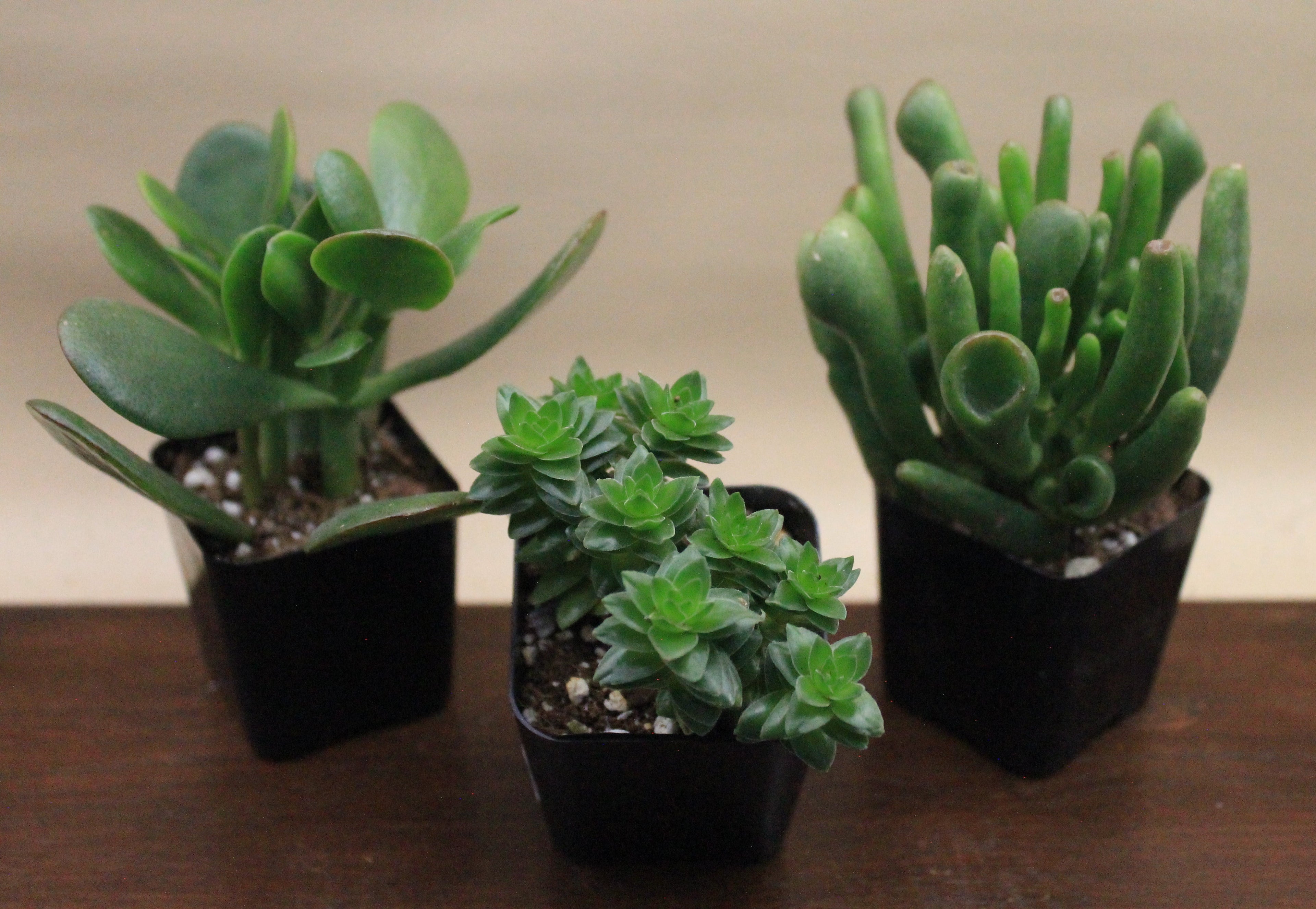 Build-Your-Own Arrangement Kit
