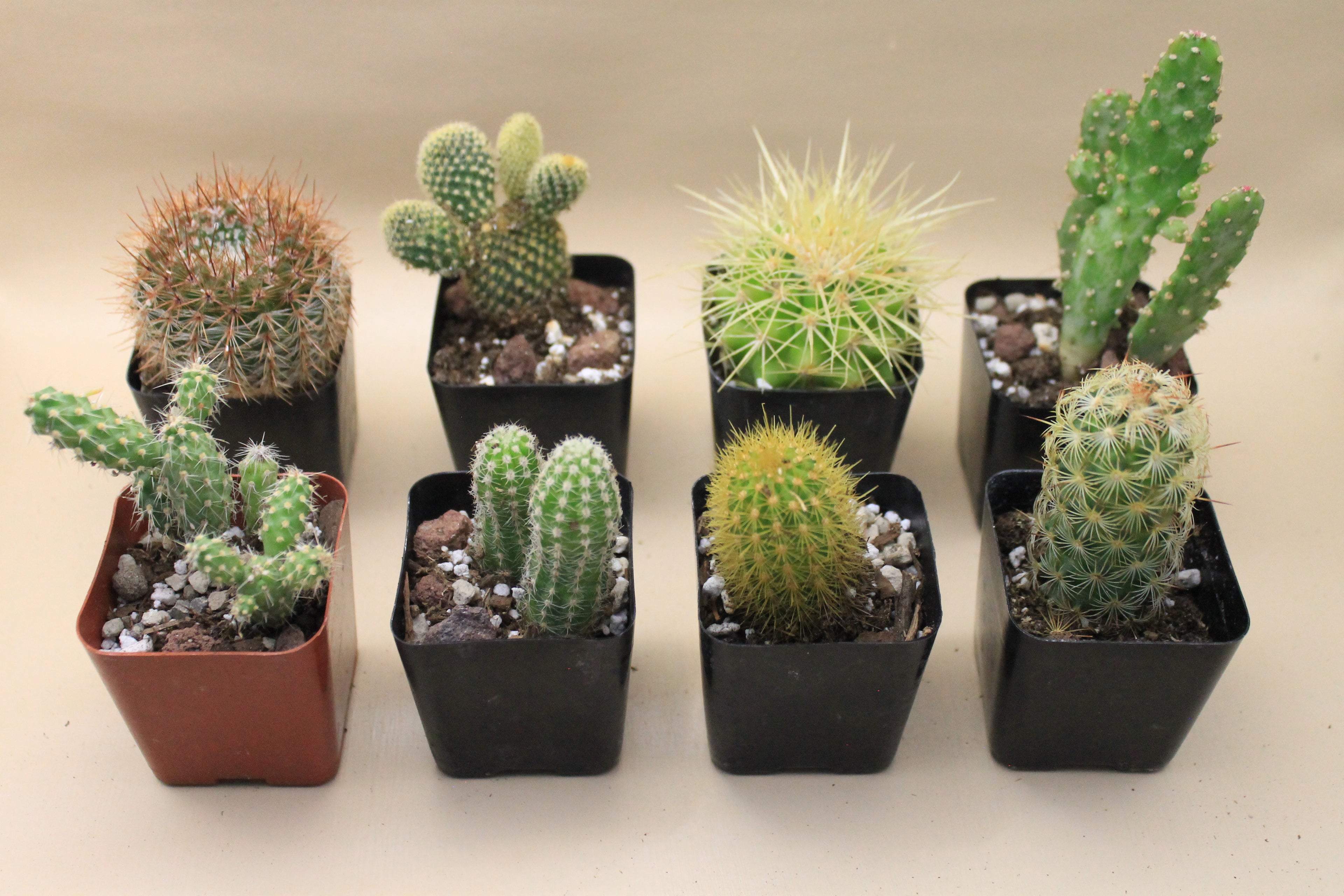 Cacti Assortment