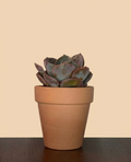 Echeveria sp. Green/Purple