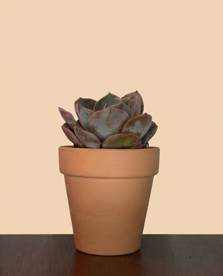 Echeveria sp. Green/Purple