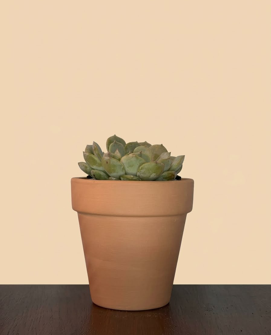 Echeveria sp.