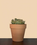 Echeveria sp.