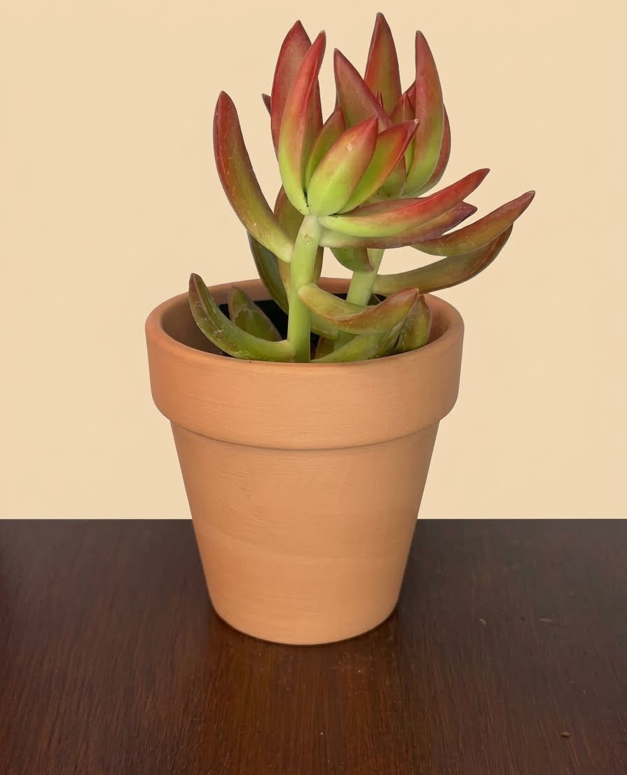 Sedum adolphii
