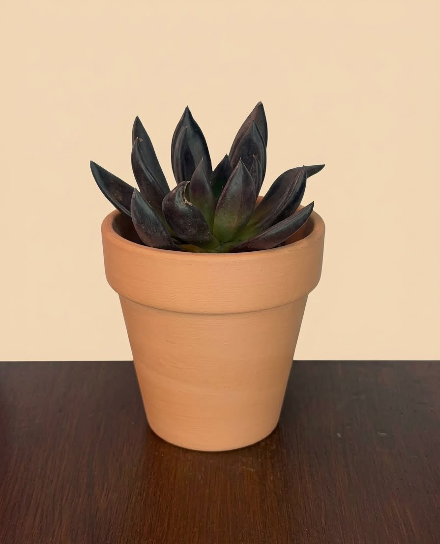Echeveria 'Black Prince'