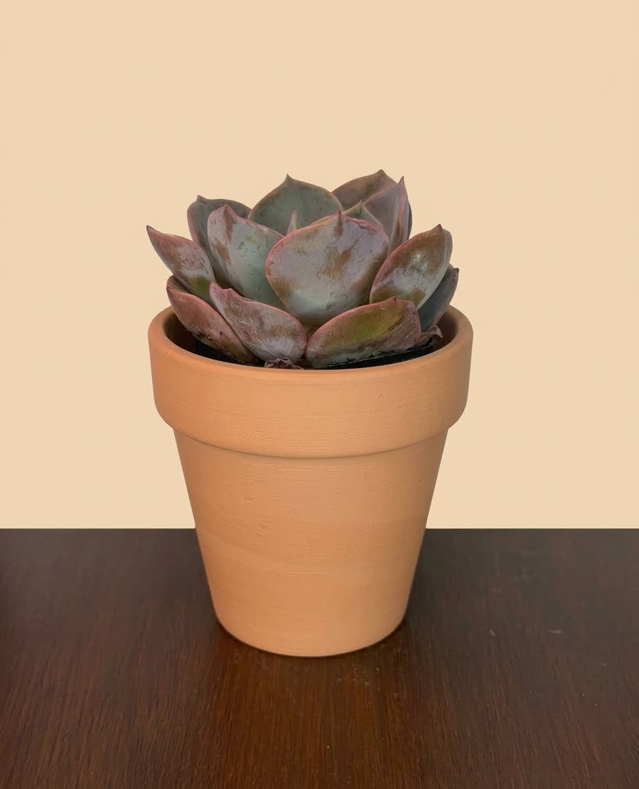 Echeveria sp. Green/Purple