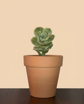 Graptoveria 'Lovely Rose'