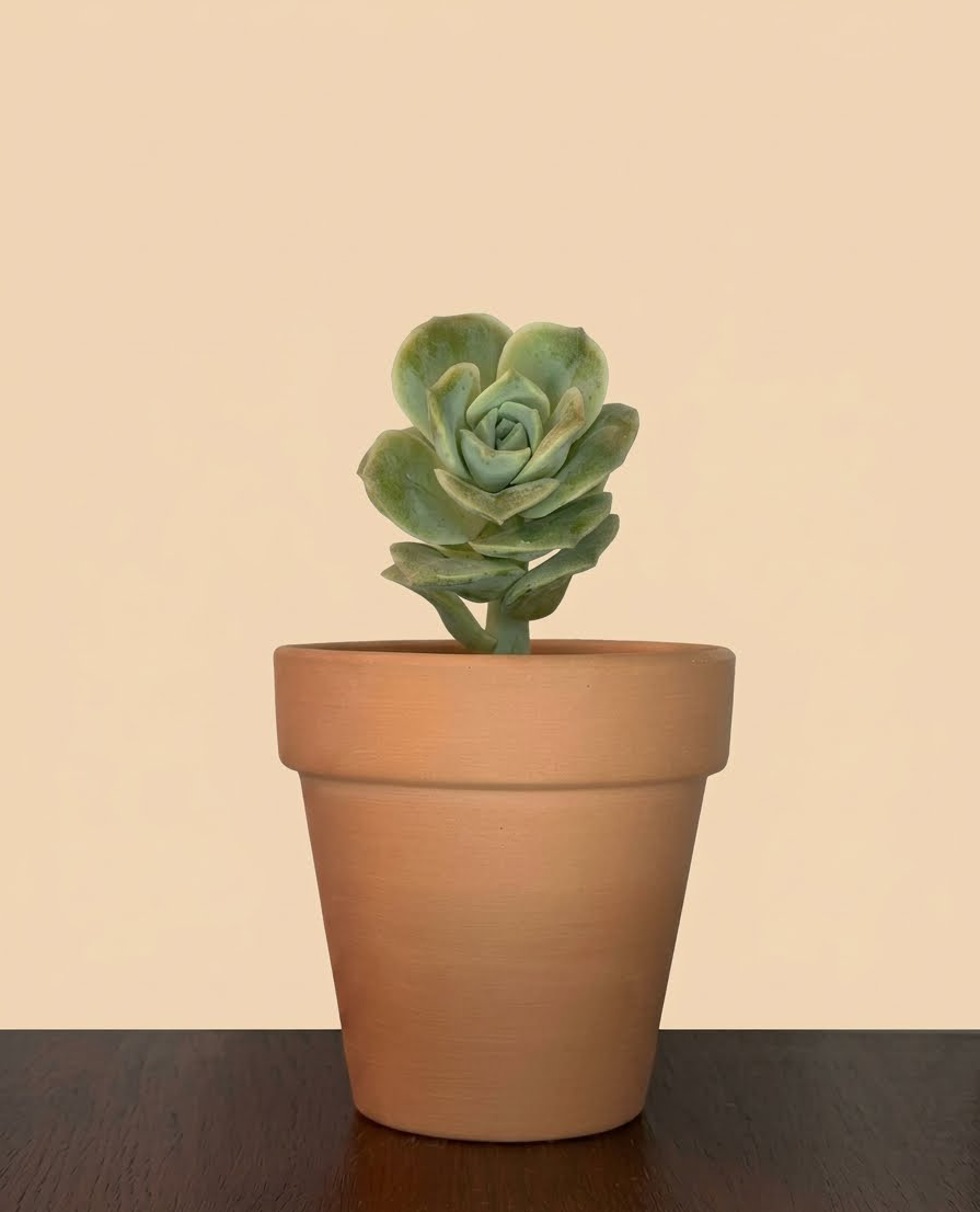 Graptoveria 'Lovely Rose'