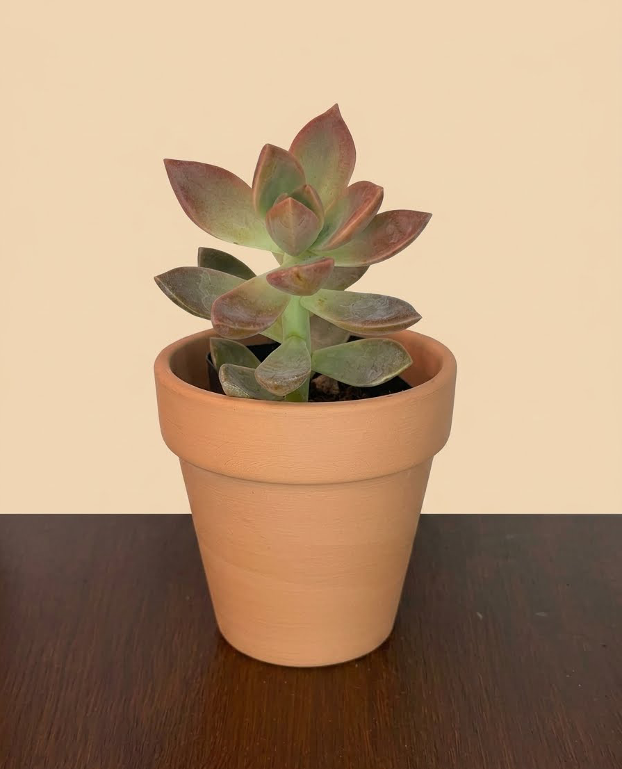 Graptosedum sp.