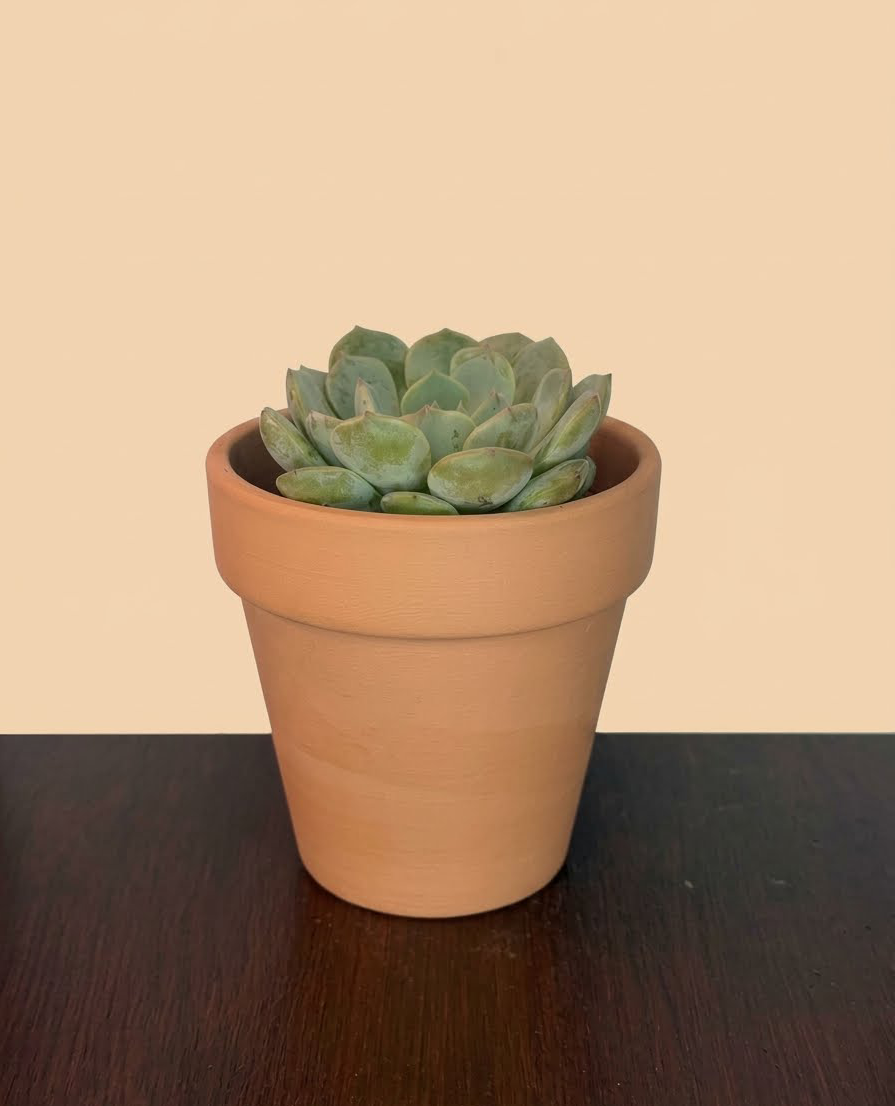 Echeveria sp.