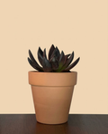Echeveria 'Black Prince'