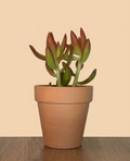 Sedum adolphii