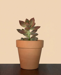 Graptosedum sp.