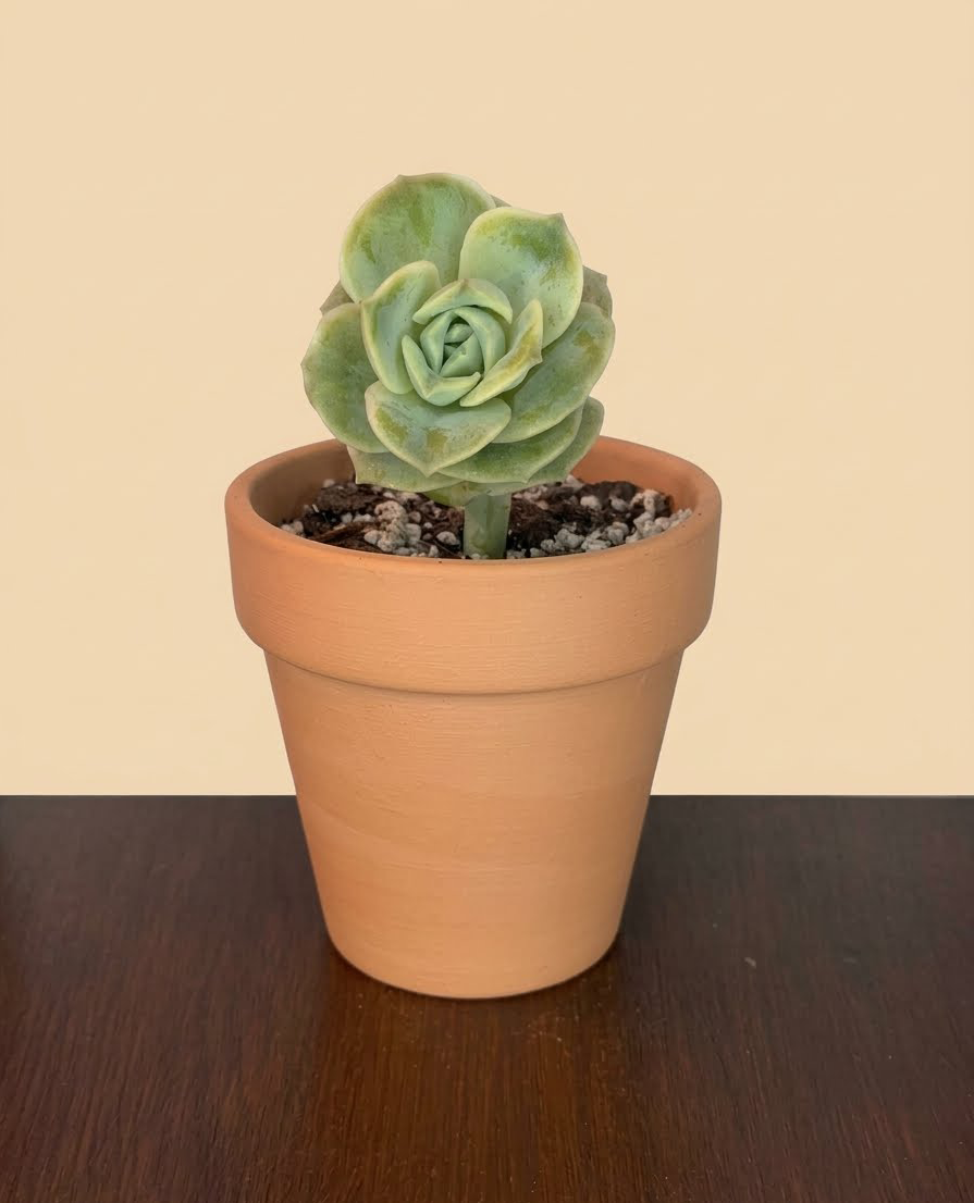 Graptoveria 'Lovely Rose'